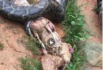 蟒蛇吃人视频,蟒蛇吞噬人类，真实视频曝光